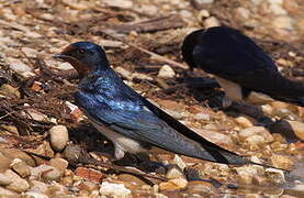 Barn Swallow