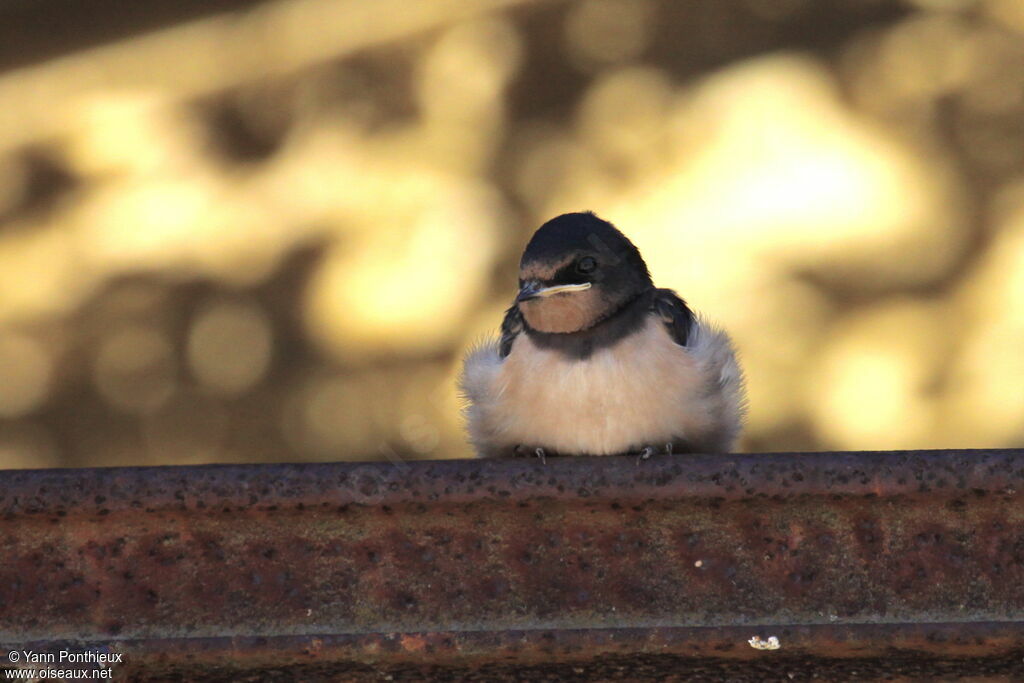 Barn Swallowjuvenile