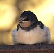 Barn Swallow