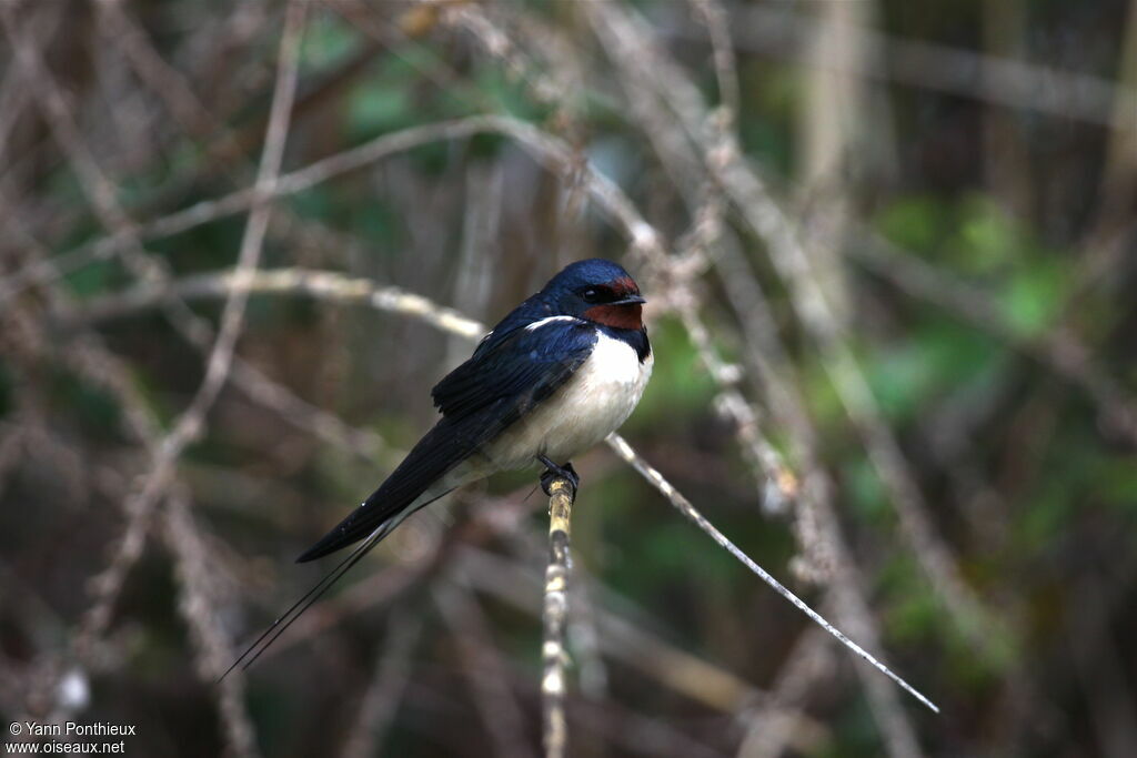 Barn Swallow