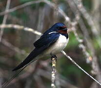 Barn Swallow