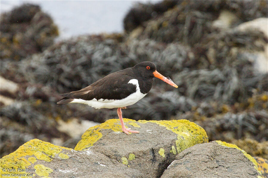 Eurasian Oystercatcher