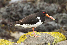 Eurasian Oystercatcher