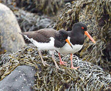 Eurasian Oystercatcher