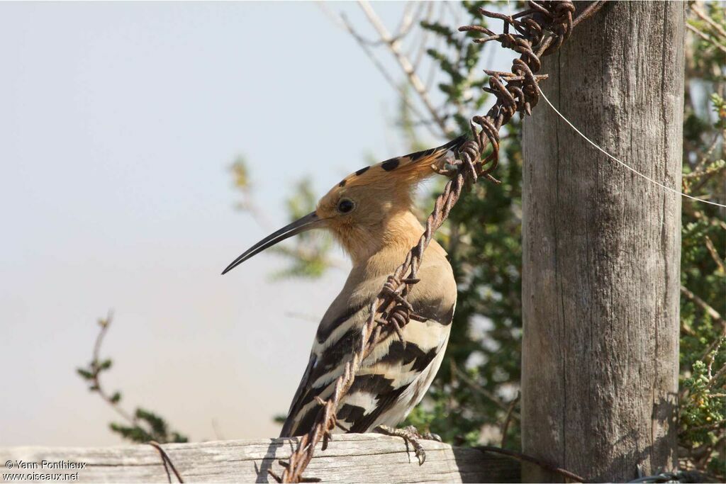 Eurasian Hoopoeadult