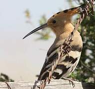 Eurasian Hoopoe