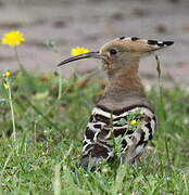 Eurasian Hoopoe