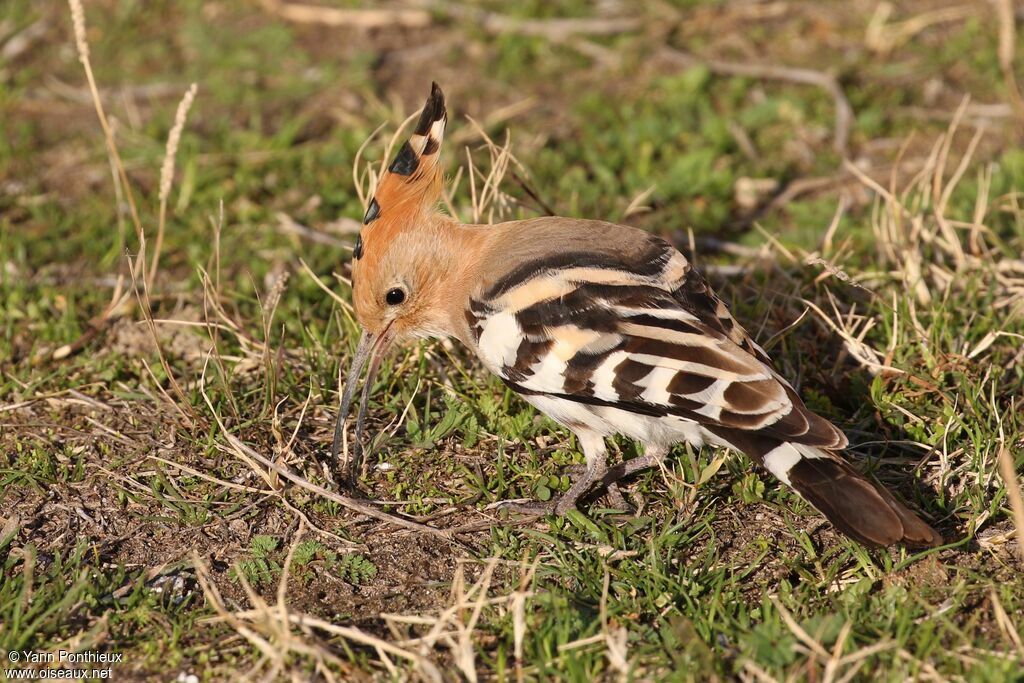 Eurasian Hoopoe