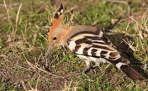 Eurasian Hoopoe