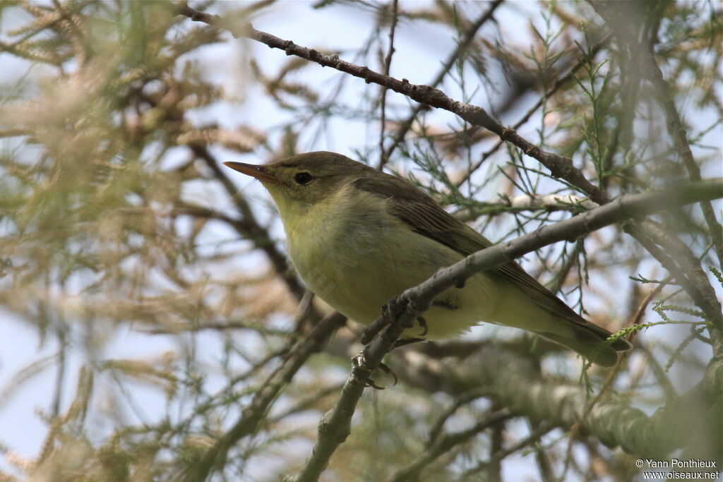 Icterine Warbler