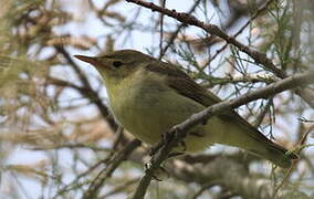 Icterine Warbler