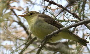 Icterine Warbler