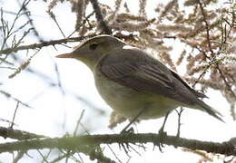 Icterine Warbler