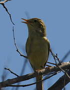 Melodious Warbler