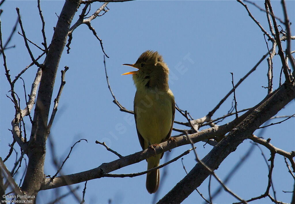 Melodious Warbler, song