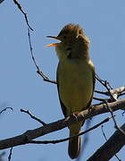 Melodious Warbler