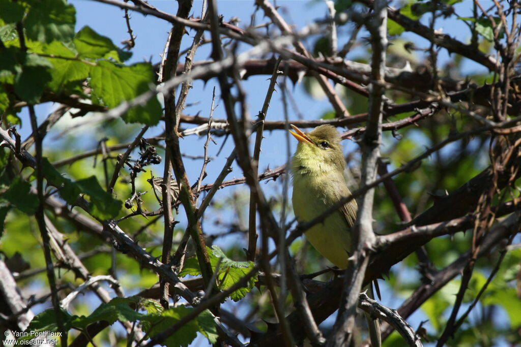 Melodious Warbler