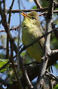 Melodious Warbler