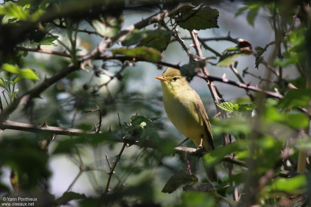 Melodious Warbler