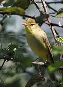 Melodious Warbler