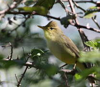 Melodious Warbler