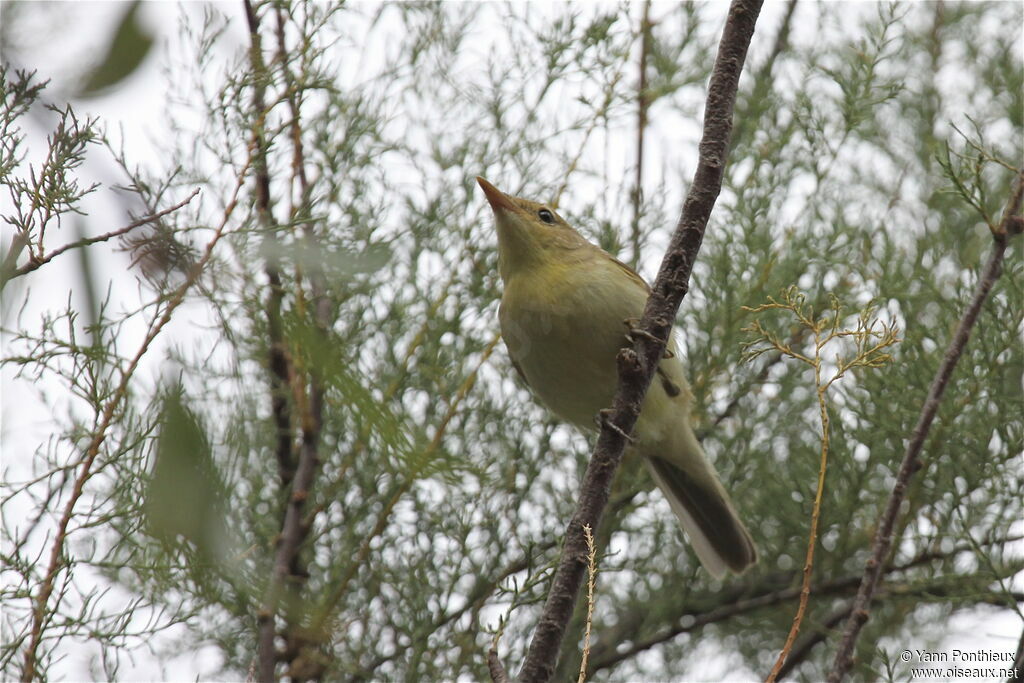 Melodious Warbler