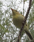 Melodious Warbler