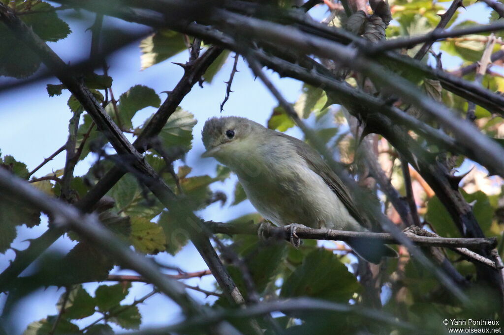 Melodious Warbler