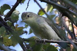 Melodious Warbler