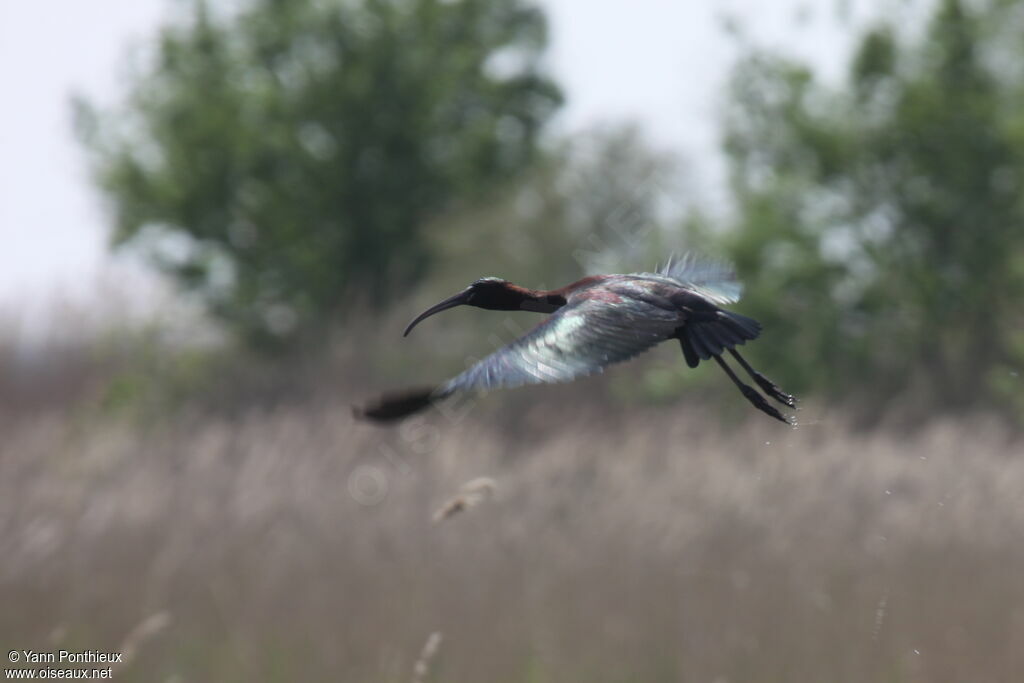 Ibis falcinelle