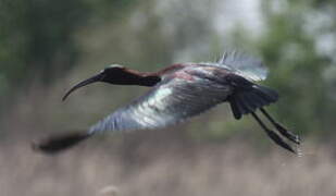 Ibis falcinelle