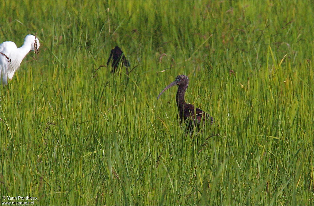 Ibis falcinelle