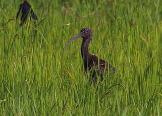 Ibis falcinelle