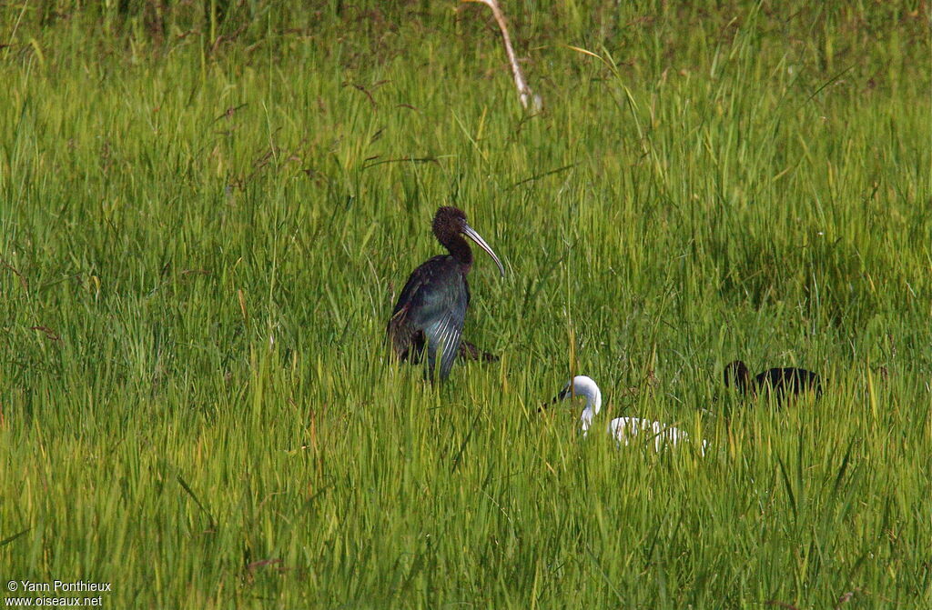 Ibis falcinelle