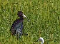 Ibis falcinelle