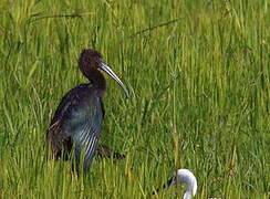 Ibis falcinelle