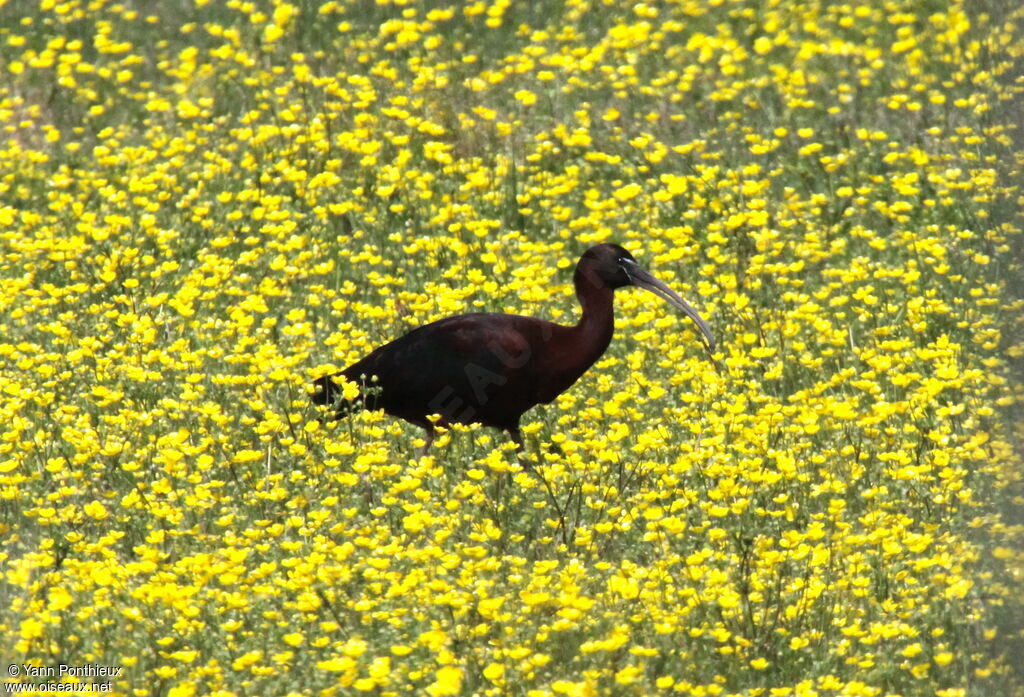 Ibis falcinelle