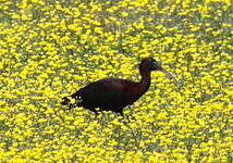 Ibis falcinelle