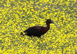 Ibis falcinelle