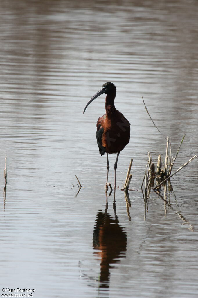 Ibis falcinelle