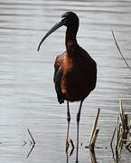 Ibis falcinelle