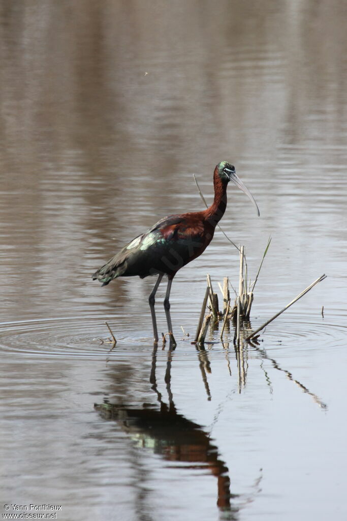 Ibis falcinelle