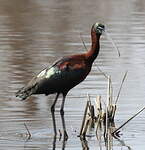 Ibis falcinelle