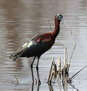 Glossy Ibis