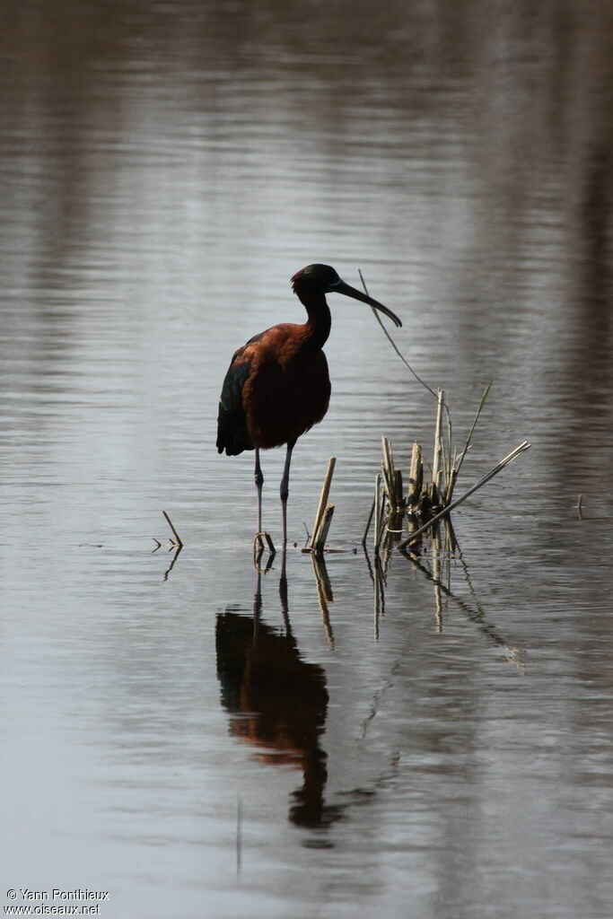 Ibis falcinelle