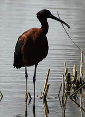 Ibis falcinelle