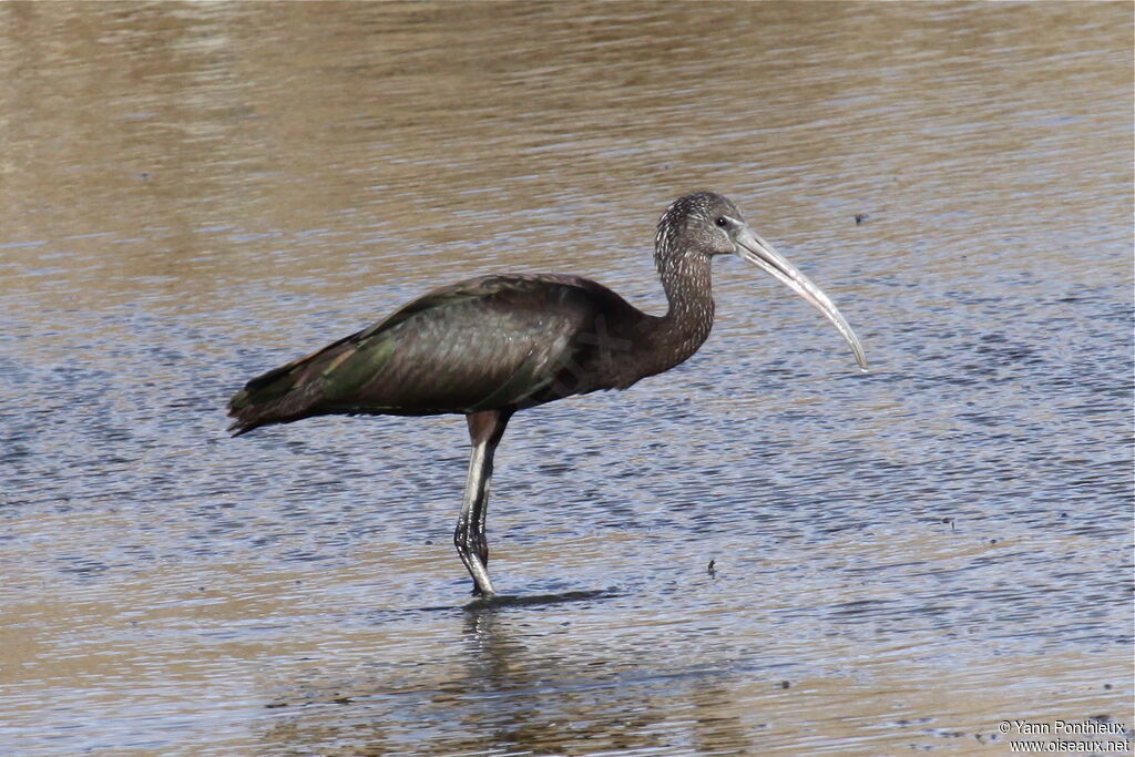 Ibis falcinelle