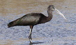 Ibis falcinelle