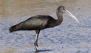 Glossy Ibis