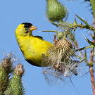 Chardonneret jaune